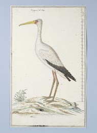 Mycteria ibis (Afrikaanse nimmerzat)