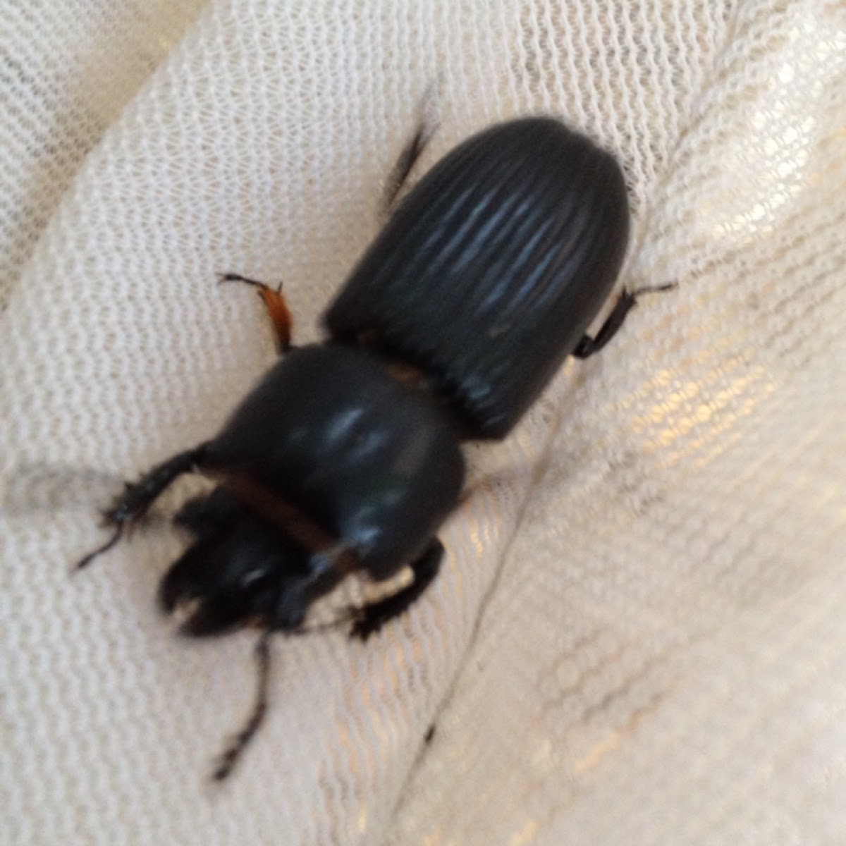 Bess beetle