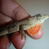 Greater Scaly Anole