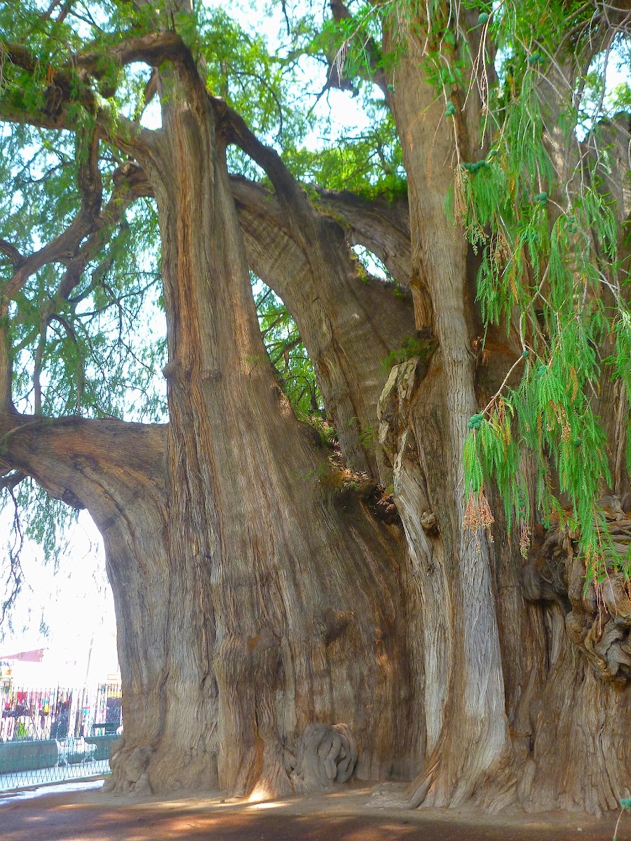 Montezuma Cypress or Tule