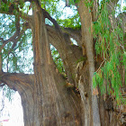 Montezuma Cypress or Tule