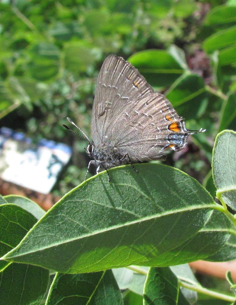 Banded Hairstreak