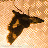 Four-spotted Moth Moth