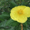 yellow buttercup, yellow alder