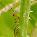 Short Winged Green Grasshopper