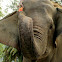 Asian elephant trunk