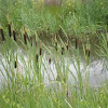 Totora. Bulrush