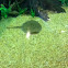 Occelate river stingray