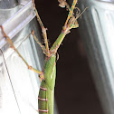 Female Goliath Stick Insect
