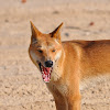 Dingo