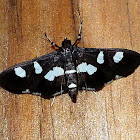 White-Headed Grape Leaffolder Moth
