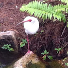 American White Ibis