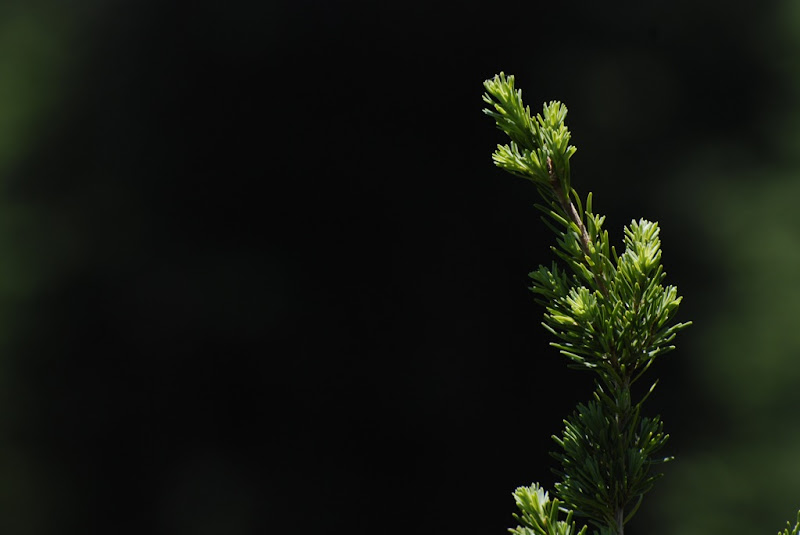 _DSC0035 copy.JPG
