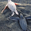 albino leatherback turtle