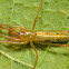 Long Jawed Orb Weaver