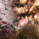 Goniobranchus reticulatus