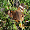 (Common) Buckeye butterfly