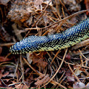 Speckled King Snake