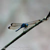 Dark-Tipped Forest-Skimmer Dragonfly