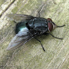 Blue Bottle Fly - male