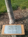 Pat Carvell Tree