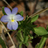 Field Pansy