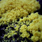 Dog Vomit Slime Mold