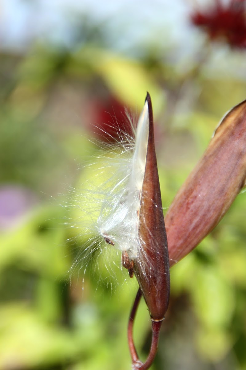 Butterfly Milkweed (seed pod)