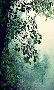 Summer rain