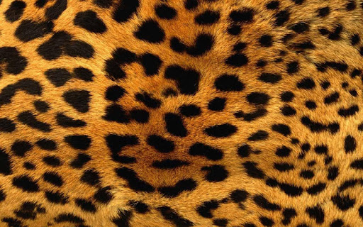 【免費娛樂App】Animal Print Wallpapers HD-APP點子