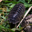 Pillbug