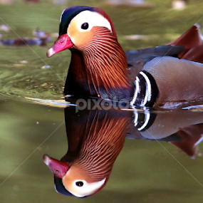 by Cyprien Conier - Animals Birds