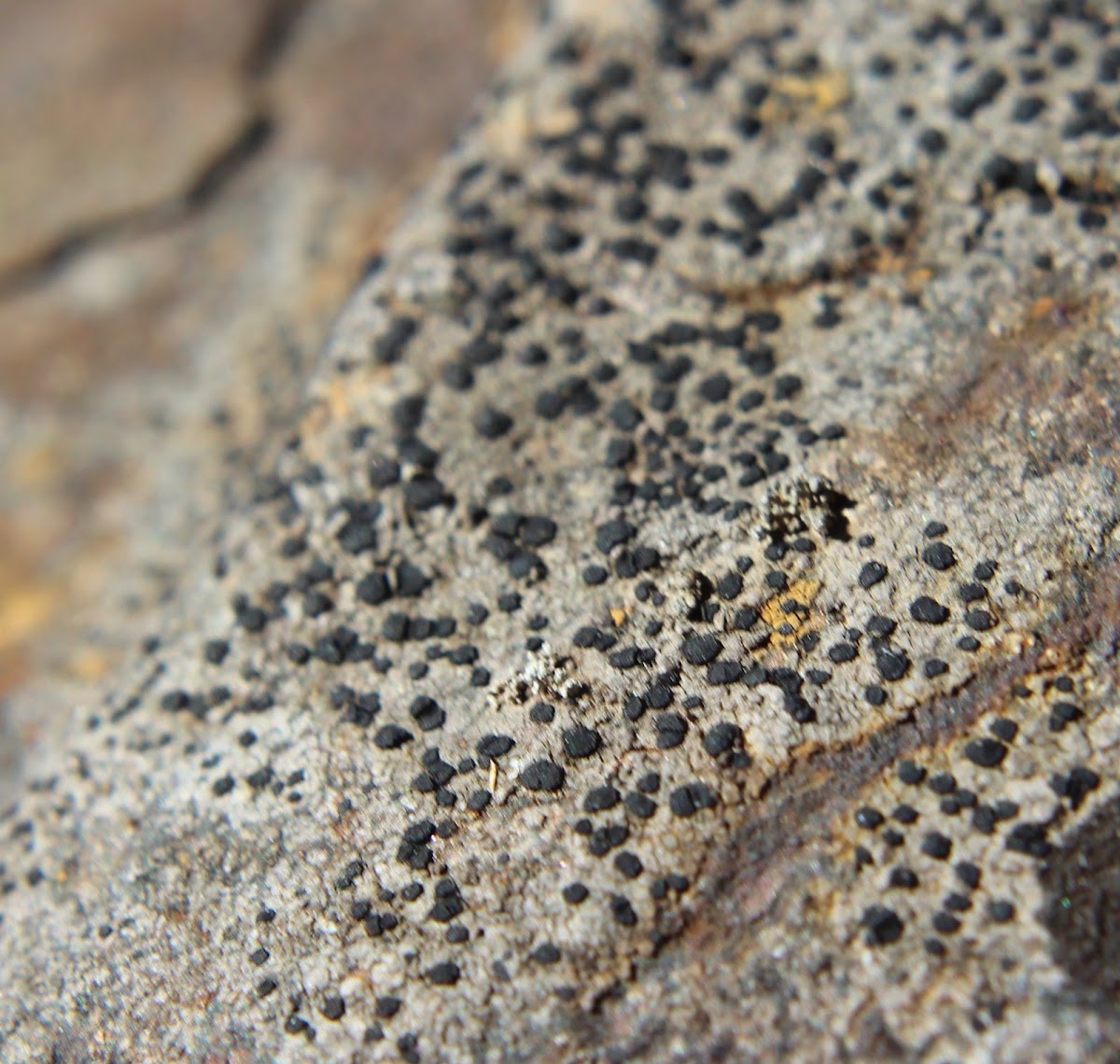 Smoky-eye Boulder Lichen