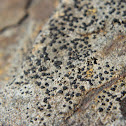 Smoky-eye Boulder Lichen