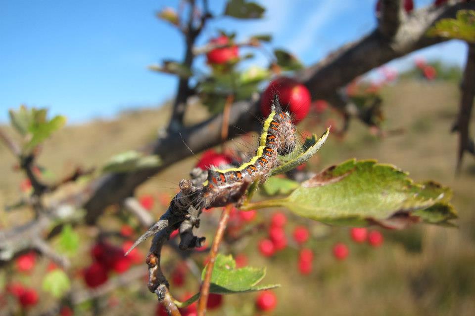 caterpillar