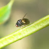 Small headed fly