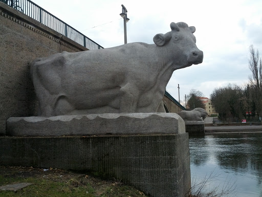 Die Kuh