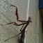 Brown Mantis