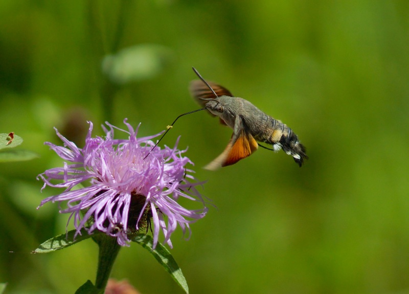 Hummingbird Hawk Moth