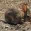 Desert Cottontail