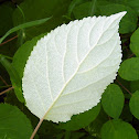 Silverleaf hydrangea