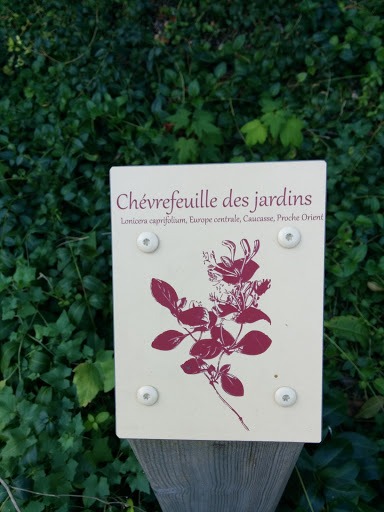 Troyes, Chèvrefeuille Des Jardins
