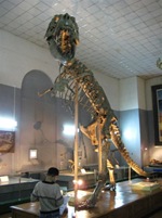Tarbosaurus Fossil at the Natural History Museum