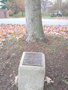 Patty Osborne Memorial Tree