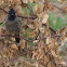 Red vented bulbul