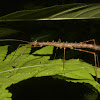 Stick Insect, Phasmid - Females