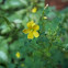 Yellow woodsorrel 