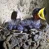 Cave Pacific Swallow hatchling