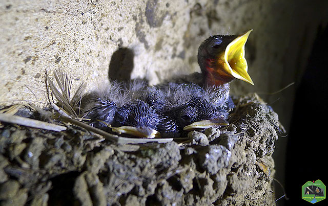 Cave Pacific Swallow hatchling