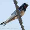 Swallow; Golondrina Común